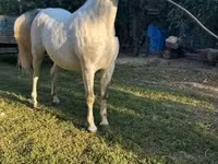 公马, Lipizzaner — 照片 5