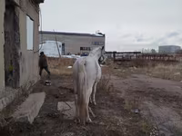 Koń, Konie — zdjęcie 3