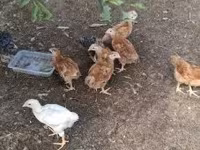 Chickens — zdjęcie 3