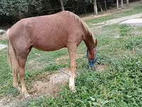 Klisna, French Trotter — foto 2