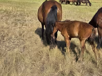 Klisna, Kazakh horse — foto 1