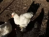 Brahma — foto 1