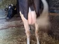 गाय, गोलस्टीन नस्ल — फ़ोटो 2