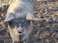 Säue, Schweine — Foto 2