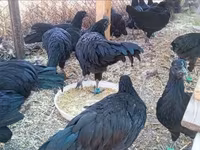 Ayam Cemani — photo 4