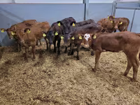 Bovinos (lote, sexo no especificado), Simmental cattle — foto 6