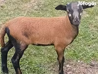 公羊, Cameroon sheep — 照片 2