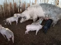 Schweine (Partie, Geschlecht nicht angegeben), Schweine — Foto 2