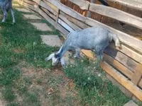 Billy Goat, Nubian Goat — photo 3