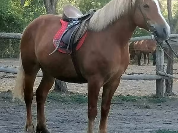 Kanca, Haflinger