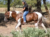 Cavalo, American paint horse — foto 4