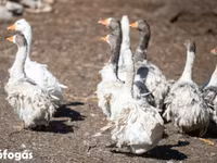 Geese — photo 4