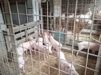 猪（批次，未指定性别）, Pigs — 照片 7