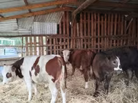 Toro, Ganado vacuno — foto 4