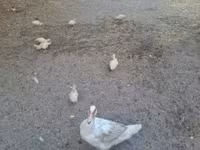 Ducks — الصورة 1