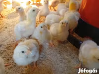 Chickens — photo 2