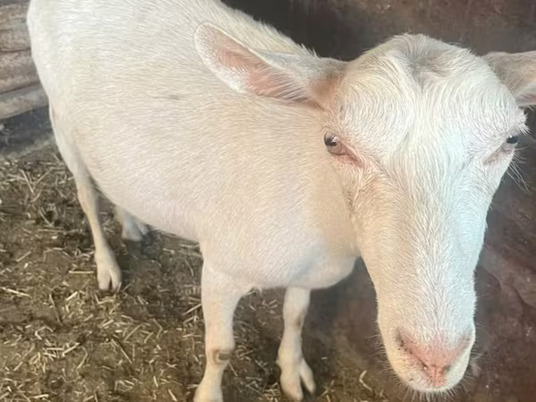 Goat, Saanen goat