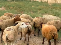 Ovce, Apsheron sheep — foto 1