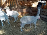 Kos, Merino sheep — 7. fotó