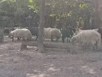 Juh, Racka sheep — 6. fotó