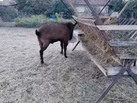 公山羊, Goats — 照片 6