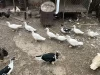 Ducks — 1-сурет