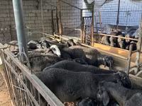 公羊, Sheep — 照片 3