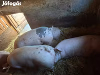 Süldőanya, Sertések — 1. fotó