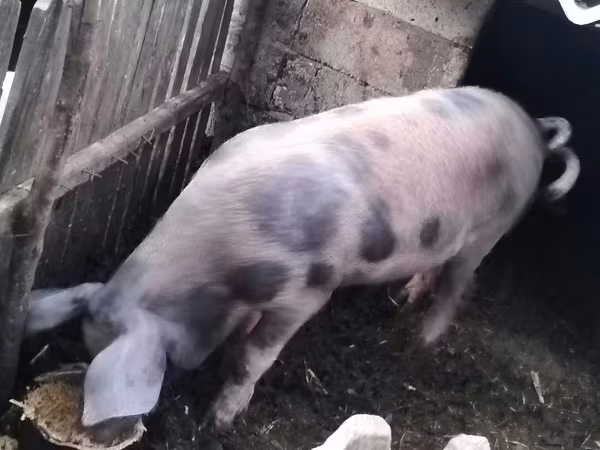 Boar, Pigs