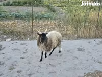 Kos, Racka sheep — 2. fotó