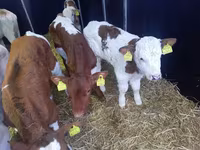 Bika, Simmental cattle — 3. fotó