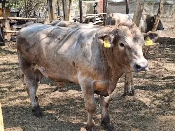 Bull, Cattle — Hungary