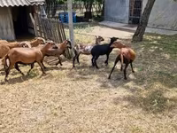 Widder, Cameroon sheep — Foto 3