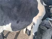 Bika, Russian Black pied cattle — 1. fotó