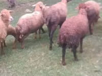 Brebis, Moutons — photo 2