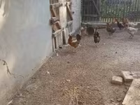 Chickens — zdjęcie 1