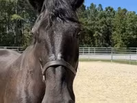 母马, Percheron — 照片 5