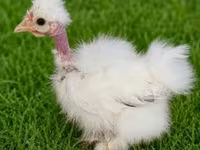 Poule soie — photo 1
