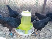 Ayam Cemani — photo 1