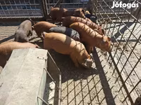 猪（批次，未指定性别）, Pigs — 照片 3