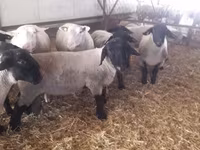 Widder, White Suffolk sheep — Foto 1