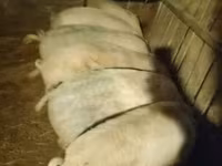 公猪, Pigs — 照片 3