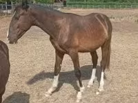Айғыр, Lipizzaner — 2-сурет