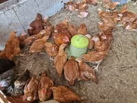 Chickens — photo 3