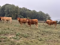 Kuh, Limousin-Kuh — Foto 7