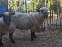 Kos, Shroshire sheep — 3. fotó