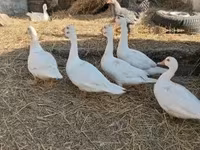 Ducks — photo 4