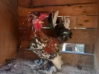 Chickens — फ़ोटो 8