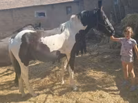 Hing, Nonius horse — 6. fotó