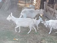 عنزة, Dutch Landrace goats — الصورة 4